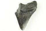 Fossil Megalodon Tooth - South Carolina #171100-1